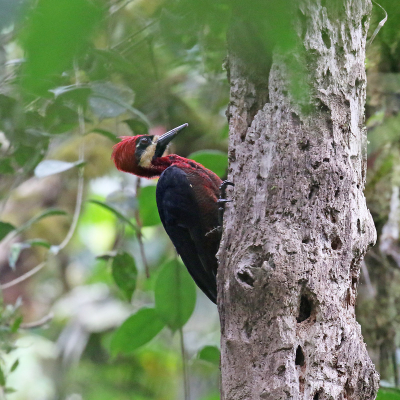 <i class='fa fa-user'></i> Henk Baptist |   Grote Roodbuikspecht  <i class='fa fa-eye'> 174</i>   <i class='fa fa-comment-o'> 3</i>