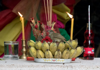 <i class='fa fa-user'></i> Frank van der Wielen |   Conrads Buulbuul  <i class='fa fa-eye'> 239</i>  <i class='fa fa-thumbs-up'> 5</i>   <i class='fa fa-comment-o'> 5</i>