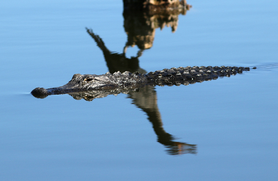 Als ik beweer dat dit een foto van een aalscholver is, wordt ik wellicht voor gek verklaart. Langzaam zwom een kleine alligator door het spiegelbeeld van een aalscholver die op een boomstronk stond.