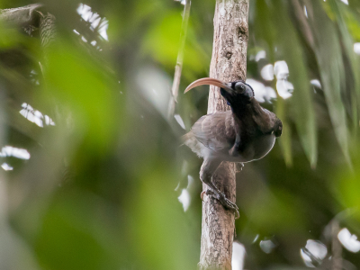 <i class='fa fa-user'></i> Paul van Giersbergen |   Bruijns Sikkelsnavel  <i class='fa fa-eye'> 165</i>  <i class='fa fa-thumbs-up'> 1</i>   <i class='fa fa-comment-o'> 2</i>