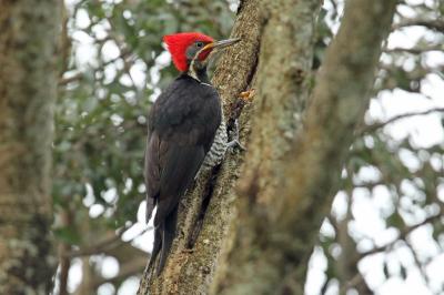 <i class='fa fa-user'></i> Martjan Lammertink |   Gestreepte Helmspecht  <i class='fa fa-eye'> 198</i>  <i class='fa fa-thumbs-up'> 5</i>   <i class='fa fa-comment-o'> 5</i>