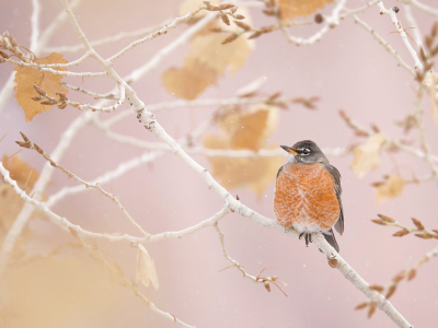 <i class='fa fa-user'></i> thijsglastra |   Roodborstlijster  <i class='fa fa-eye'> 430</i>  <i class='fa fa-thumbs-up'> 22</i>   <i class='fa fa-comment-o'> 19</i>