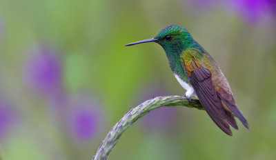 <i class='fa fa-user'></i> Paul Cools |   Edwards Amazilia  <i class='fa fa-eye'> 212</i>  <i class='fa fa-thumbs-up'> 17</i>   <i class='fa fa-comment-o'> 11</i>