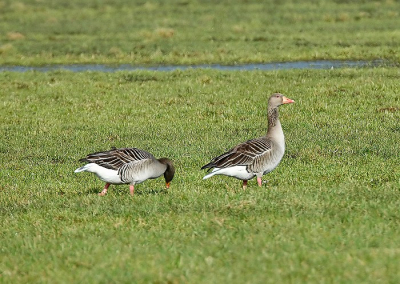 Heelijk grazen in het wieland