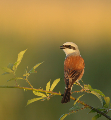<i class='fa fa-user'></i> Henk Wiebe van der Meulen |   Grauwe Klauwier  <i class='fa fa-eye'> 359</i>  <i class='fa fa-thumbs-up'> 14</i>   <i class='fa fa-comment-o'> 10</i>