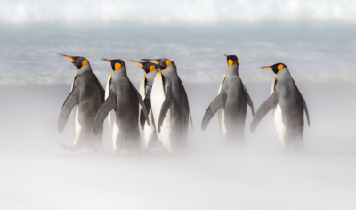 Koningspinguins bij Volunteer Point, Falklandeilanden. De foto is genomen tijdens een stormachtige dag, de mist rond de voetjes is opwaaiend zand.