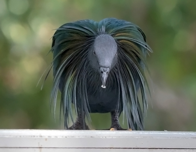 <i class='fa fa-user'></i> Frank van der Wielen |   Manenduif  <i class='fa fa-eye'> 250</i>  <i class='fa fa-thumbs-up'> 4</i>   <i class='fa fa-comment-o'> 11</i>