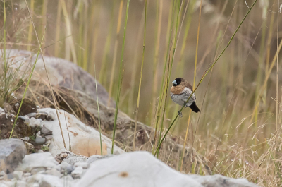 <i class='fa fa-user'></i> Paul van Giersbergen |   Junges Rietvink  <i class='fa fa-eye'> 201</i>  <i class='fa fa-thumbs-up'> 1</i>   <i class='fa fa-comment-o'> 4</i>