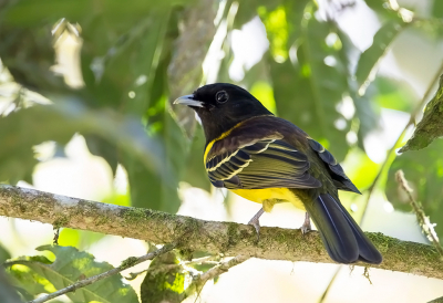 <i class='fa fa-user'></i> charlysax |   Zwart-gele Besseneter  <i class='fa fa-eye'> 150</i>  <i class='fa fa-thumbs-up'> 1</i>   <i class='fa fa-comment-o'> 2</i>