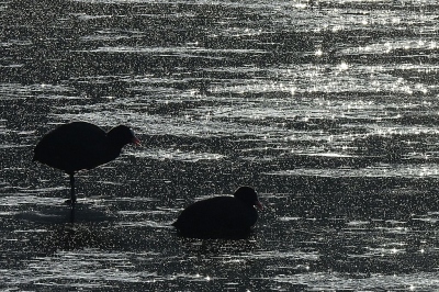 <i class='fa fa-user'></i> sieb |   Meerkoet  <i class='fa fa-eye'> 325</i>  <i class='fa fa-thumbs-up'> 23</i>   <i class='fa fa-comment-o'> 25</i>