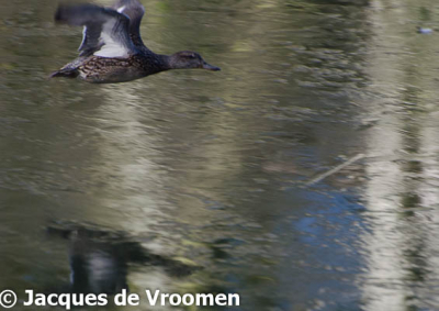 Foto genomen vanuit fotokijkhut AWD.
Reflectie van vogel met berken sprak me wel aan.