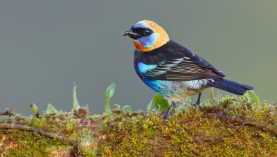 <i class='fa fa-user'></i> Paul Cools |   Purpermaskertangare  <i class='fa fa-eye'> 310</i>  <i class='fa fa-thumbs-up'> 4</i>   <i class='fa fa-comment-o'> 10</i>