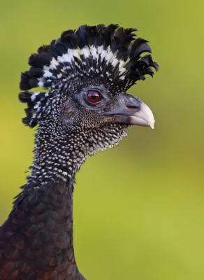 <i class='fa fa-user'></i> Paul Cools |   Bruine Hokko  <i class='fa fa-eye'> 218</i>  <i class='fa fa-thumbs-up'> 4</i>   <i class='fa fa-comment-o'> 5</i>