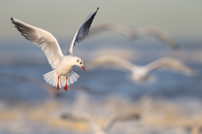 <i class='fa fa-user'></i> Hans Overduin |   Kokmeeuw  <i class='fa fa-eye'> 293</i>  <i class='fa fa-thumbs-up'> 15</i>   <i class='fa fa-comment-o'> 11</i>