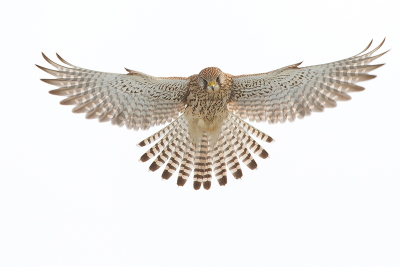 <i class='fa fa-user'></i> Tom |   Torenvalk  <i class='fa fa-eye'> 379</i>  <i class='fa fa-thumbs-up'> 8</i>   <i class='fa fa-comment-o'> 9</i>