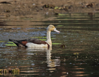 De Radjaheend is een eend van vooral ondiep zout-, brak- en zoetwater, dus in getijdengebieden.  Ze leven alleen of in paren. In het droge seizoen vormen zich concentraties. De Yellow waters is zon concentratie gebied.