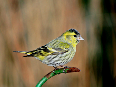 Sijzen druk in de weer, hongerig en ook al aan het baltsen hoog in de boom. Er zitten er vrij veel in de tuin. Iso 400, 300mm, 1/160, F6,3