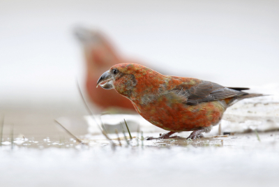 <i class='fa fa-user'></i> Gejo Wassink |   Kruisbek  <i class='fa fa-eye'> 515</i>  <i class='fa fa-thumbs-up'> 19</i>   <i class='fa fa-comment-o'> 14</i>