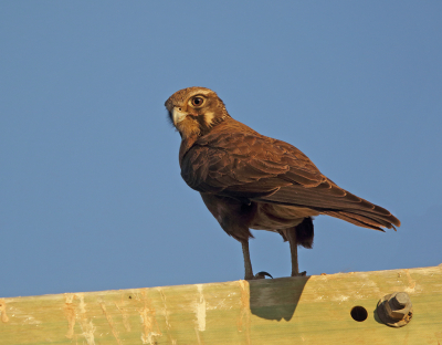 De soort wordt vaak waargenomen terwijl hij op de uitkijk zit op hekken, elektriciteitsmasten of dode bomen. Van daaruit jaagt hij op een veelheid aan prooien, zoals kleine zoogdieren, vogels, reptielen en insecten, die hij op de grond vangt. Deze valk zat dagelijks, in de avond zon, op de hoogspanningsmast bij ons vakantie huisje.