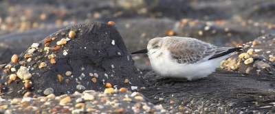 <i class='fa fa-user'></i> Leo Tukker |   Drieteenstrandloper  <i class='fa fa-eye'> 361</i>  <i class='fa fa-thumbs-up'> 12</i>   <i class='fa fa-comment-o'> 9</i>