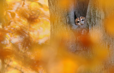 Afgelopen herfst voor de maandopdracht dit bosuiltje opgezocht. Naast de foto die ik destijds voor de maandopdracht instuurde, nog aardig wat foto's die ik nog niet eerder had geplaatst. Bij deze nog eentje uit de serie.
Ik stond al een paar uur bij dit uiltje, toen er 2 dames met 3 honden bij me kwamen staan, om te vragen wat ik aan het fotograferen was. Dat vond de uil toch wat te veel van het goede en dook z'n holletje in. Nadat de dames weer door waren gelopen, op een afstandje rustig afgewacht totdat de bosuil weer uit z'n holletje kwam. Na een kwartier kwam hij voorzicht over het randje kijken. Dat resulteerde in deze 'kiekeboe' foto. Gebruik gemaakt van de herfstkleuren die het bos oranje deden kleuren.

Groeten, Thijs