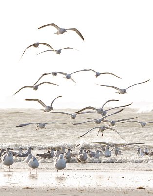 Dit is een van de foto's die ik gemaakt heb op de dag dat ik naar de Zuidpier van IJmuiden ging om (mooie) foto's te maken van meeuwen voor de MO. Helaas bleek de Zuidpier gesloten, maar ik heb me toch leuk vermaakt.
Hier 'hangen' vele Zilver (en andere) meeuwen tegen de wind in, net ten zuiden van de Zuidpier, wat een 'gelaagd' effect geeft.