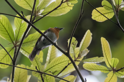 <i class='fa fa-user'></i> Paul van Giersbergen |   Roodhalsfranjemonarch  <i class='fa fa-eye'> 152</i>   <i class='fa fa-comment-o'> 0</i>