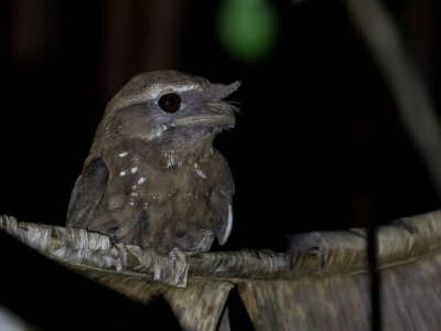 <i class='fa fa-user'></i> Paul van Giersbergen |   Gemarmerde Uilnachtzwaluw  <i class='fa fa-eye'> 219</i>   <i class='fa fa-comment-o'> 3</i>