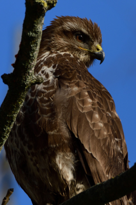 Mijn allereerste foto met de Tamron 150-600 G2.
De lens is vandaag binnen gekomen, natuurlijk meteen even proberen.

Ik weet het niet voor 100% zeker maar gok dat het een Buizerd is.