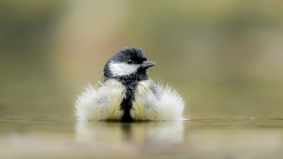 <i class='fa fa-user'></i> christina |   Koolmees  <i class='fa fa-eye'> 350</i>  <i class='fa fa-thumbs-up'> 16</i>   <i class='fa fa-comment-o'> 23</i>