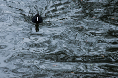 Bij gebrek aan tijd om weidse natuur in te trekken zijn meerkoeten dankbare onderwerpen om creatief met bezig te zijn in de stad