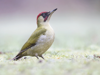 <i class='fa fa-user'></i> Luc Meert |   Groene Specht  <i class='fa fa-eye'> 559</i>  <i class='fa fa-thumbs-up'> 29</i>   <i class='fa fa-comment-o'> 12</i>