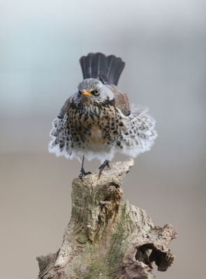 Gekozen voor deze foto vanwege het woeste uiterlijk van de kramsvogel in combinatie met de grillige stronk. De vogel duldde geen enkele concurrent in de buurt. Genomen vanachter dubbel glas.