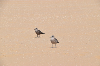 Deze foto van jonge zilvermeeuwen is gemaakt op een mooie zomerdag afgelopen zomer op het strand van Scheveningen