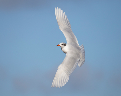 <i class='fa fa-user'></i> Celly |   Zwartkopmeeuw  <i class='fa fa-eye'> 243</i>   <i class='fa fa-comment-o'> 4</i>