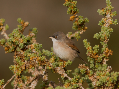 <i class='fa fa-user'></i> JHR |   Brilgrasmus  <i class='fa fa-eye'> 267</i>  <i class='fa fa-thumbs-up'> 5</i>   <i class='fa fa-comment-o'> 7</i>