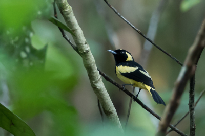 <i class='fa fa-user'></i> Paul van Giersbergen |   Schlegels Monarch  <i class='fa fa-eye'> 168</i>  <i class='fa fa-thumbs-up'> 2</i>   <i class='fa fa-comment-o'> 4</i>