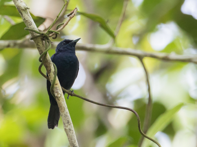 <i class='fa fa-user'></i> Paul van Giersbergen |   Biakmonarch  <i class='fa fa-eye'> 136</i>   <i class='fa fa-comment-o'> 1</i>