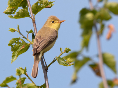 <i class='fa fa-user'></i> Frank van der Wielen |   Orpheusspotvogel  <i class='fa fa-eye'> 396</i>  <i class='fa fa-thumbs-up'> 1</i>   <i class='fa fa-comment-o'> 7</i>