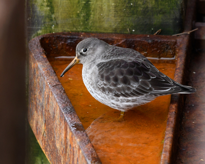 <i class='fa fa-user'></i> henkdikkers |   Paarse Strandloper  <i class='fa fa-eye'> 301</i>  <i class='fa fa-thumbs-up'> 15</i>   <i class='fa fa-comment-o'> 13</i>