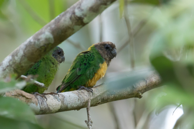 <i class='fa fa-user'></i> Paul van Giersbergen |   Biakspechtpapegaai  <i class='fa fa-eye'> 136</i>   <i class='fa fa-comment-o'> 1</i>