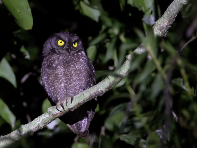 <i class='fa fa-user'></i> Paul van Giersbergen |   Biakdwergooruil  <i class='fa fa-eye'> 159</i>  <i class='fa fa-thumbs-up'> 1</i>   <i class='fa fa-comment-o'> 4</i>