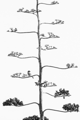 <i class='fa fa-user'></i> Hans Overduin |   Iberische Klapekster  <i class='fa fa-eye'> 310</i>  <i class='fa fa-thumbs-up'> 13</i>   <i class='fa fa-comment-o'> 18</i>