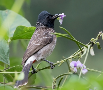 <i class='fa fa-user'></i> Frank van der Wielen |   Roodbuikbuulbuul  <i class='fa fa-eye'> 208</i>  <i class='fa fa-thumbs-up'> 2</i>   <i class='fa fa-comment-o'> 3</i>