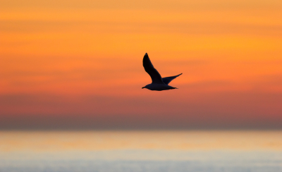 Tja wat doe je op Valentijnsavond.....nou gewoon......met hond en camera naar het strand voor een mooi plaatje met zonsondergang.