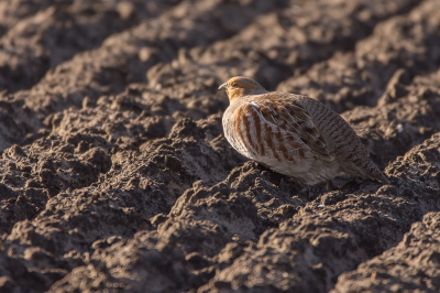 Op een net ingezaaide akker zat een koppel patrijzen. De lichtomstandigheden waren niet ideaal voor een geweldige foto maar per saldo ben ik er wel tevreden mee.