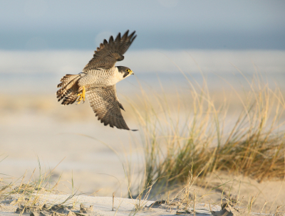 <i class='fa fa-user'></i> Henk Wiebe van der Meulen |   Slechtvalk  <i class='fa fa-eye'> 504</i>  <i class='fa fa-thumbs-up'> 20</i>   <i class='fa fa-comment-o'> 10</i>