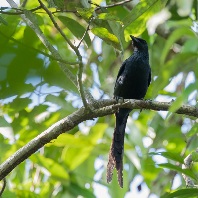 <i class='fa fa-user'></i> Paul van Giersbergen |   Langstaartpurperspreeuw  <i class='fa fa-eye'> 118</i>   <i class='fa fa-comment-o'> 0</i>