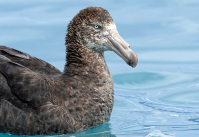 Op vakantie een boottrip gemaakt op zoek naar albatrossen. Gelukkig wilde deze vogel wel even poseren.