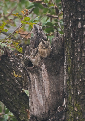 <i class='fa fa-user'></i> martin lok |   Indische Dwergooruil  <i class='fa fa-eye'> 265</i>  <i class='fa fa-thumbs-up'> 1</i>   <i class='fa fa-comment-o'> 3</i>